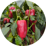 Zaden paprika 'Earliest red'