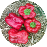 Zaden kopen 'King of the north'