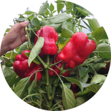 Zaden kopen 'King of the north'