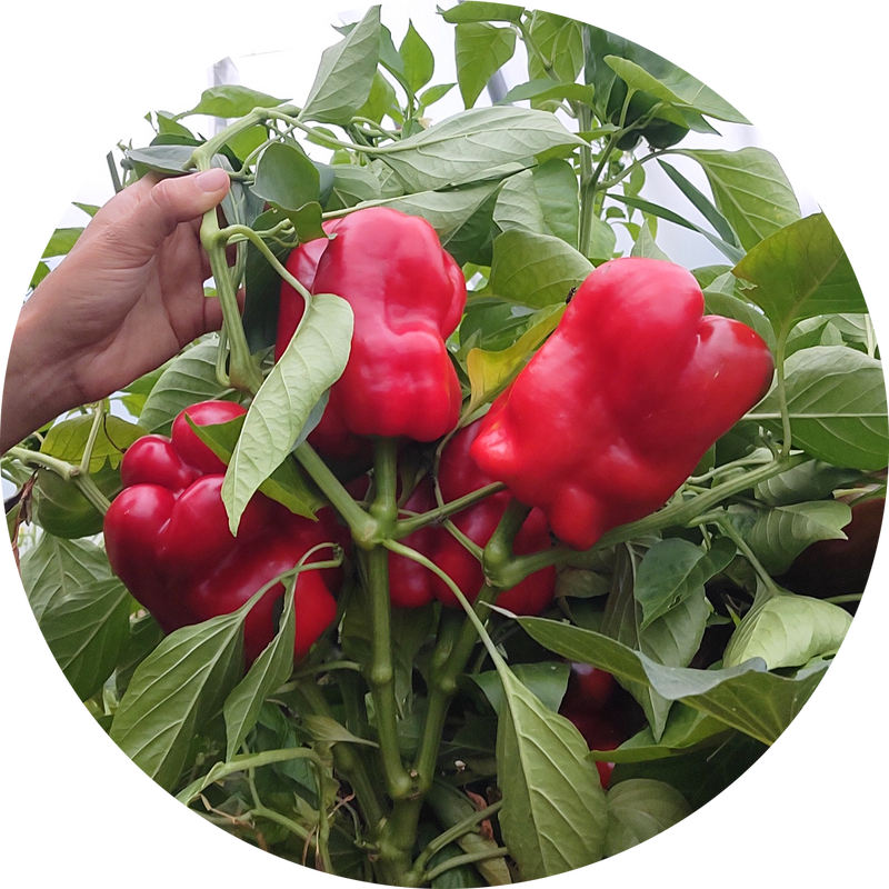 Zaden kopen 'King of the north'