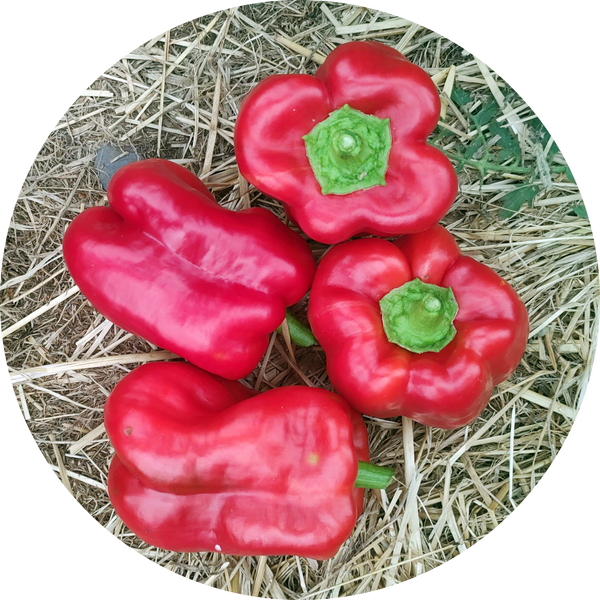 Zaden kopen 'King of the north'