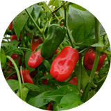 Zaden paprika 'Lunchbox red'