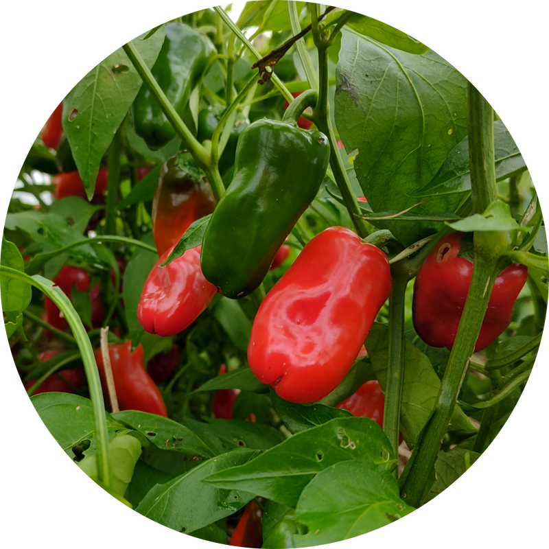 Zaden paprika 'Lunchbox red'