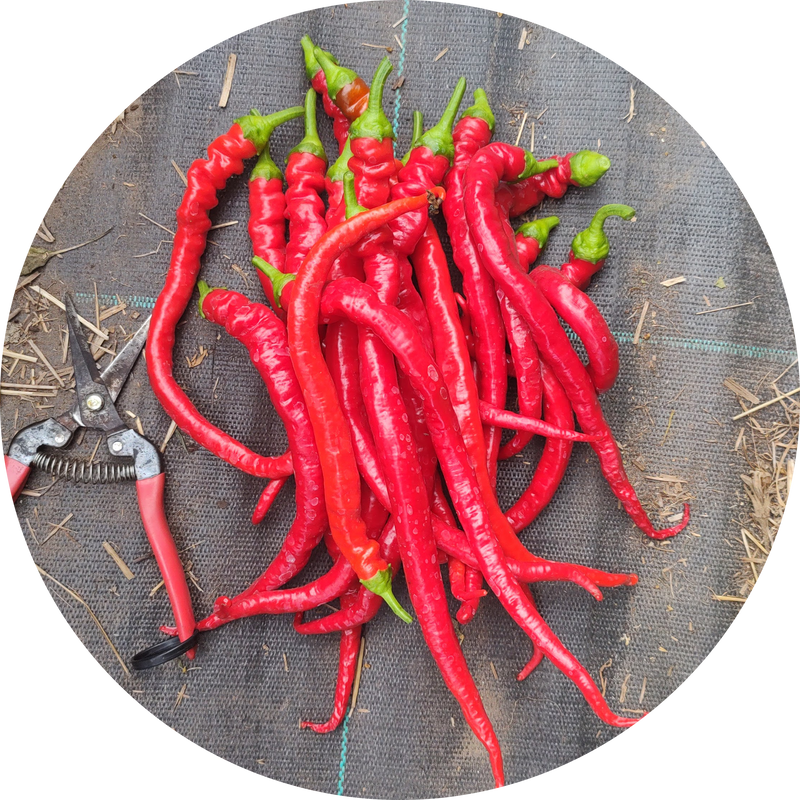 Paprika zaden kopen 'Sweet cayenne'
