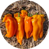 Paprika 'Yella bella'