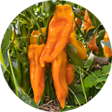 Paprika 'Yella bella'