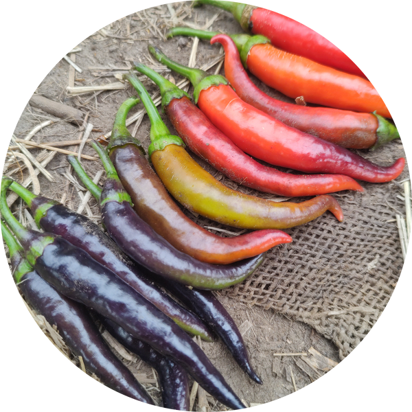 peper zaden kopen' Buena mulata'