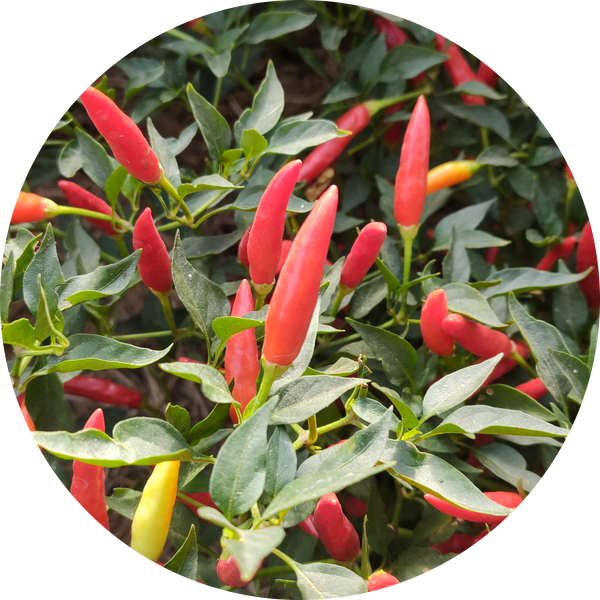 Peper zaden kopen 'Calcutta long'