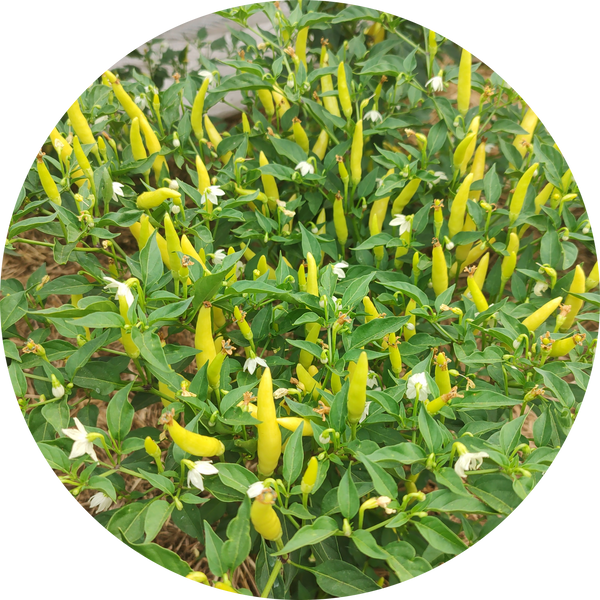 Calcutta long pepper