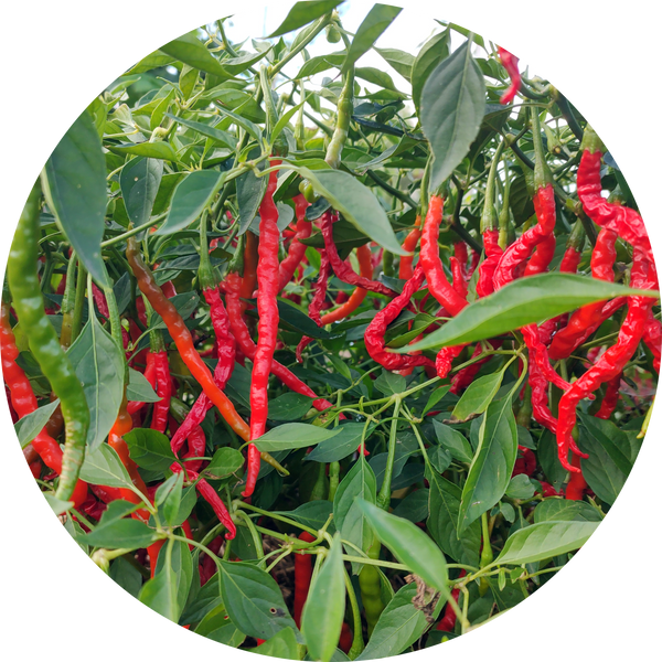 Peper zaden kopen 'Himo togarashi'