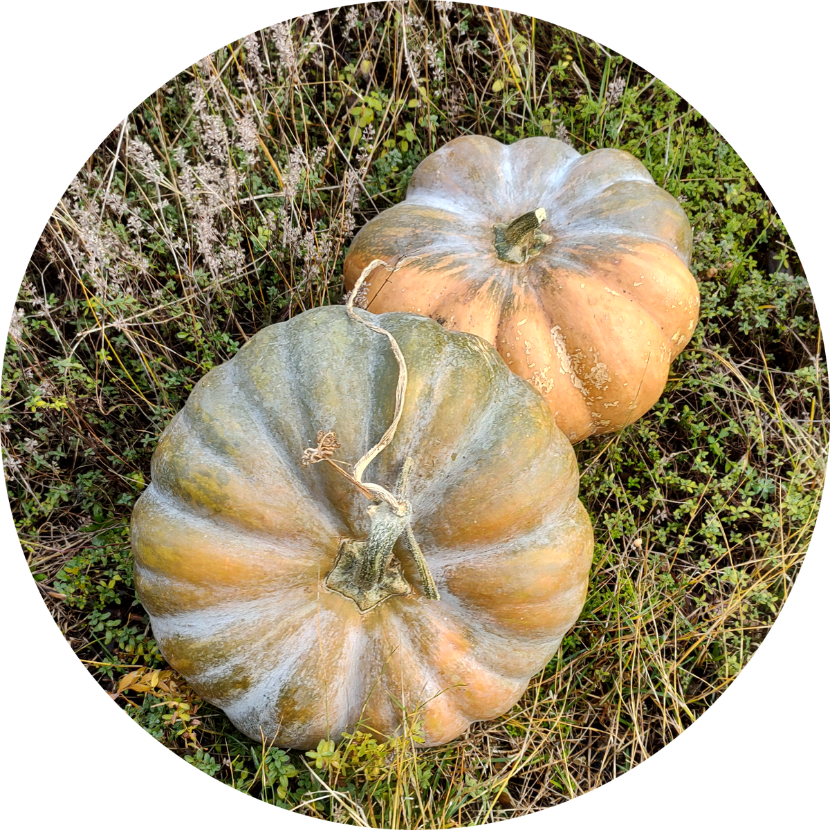 Eetbare Pompoen Waltham Butternut – Buzzy Organic Seeds kopen? Online zaden bestellen bij