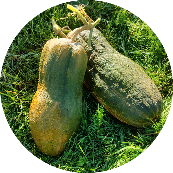 Butternut pompoen - Flessenpompoen planten kopen en tips Butternut pompoen - Flessenpompoen planten kopen en tips