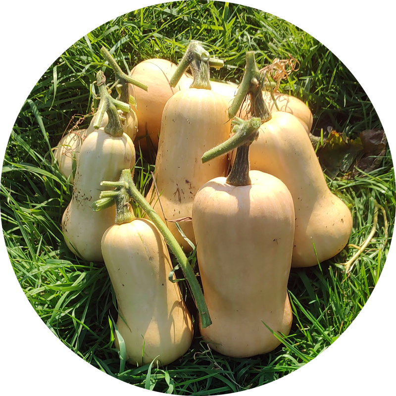 Zaden pompoen 'Waltham butternut'