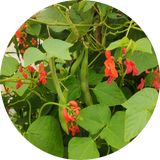 Zaden pronkboon runner bean 'Tarahumara tekomari'