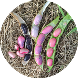 Zaden pronkboon runner bean 'Tarahumara tekomari'