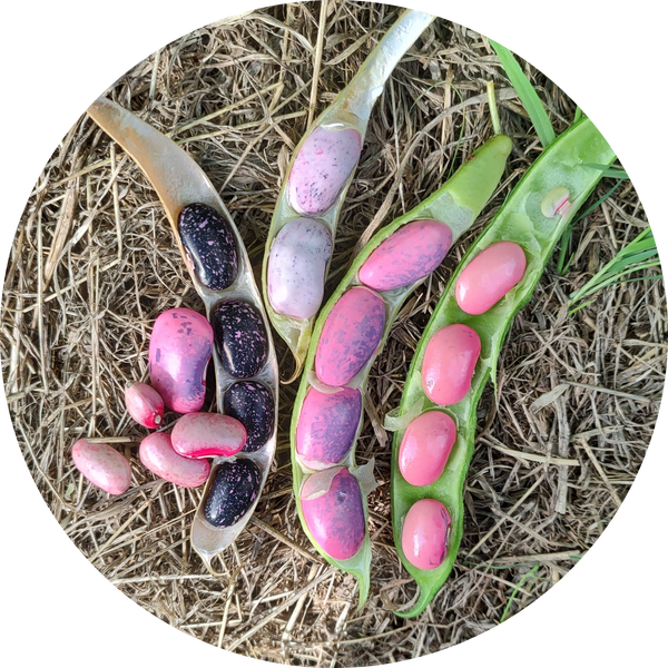 Zaden pronkboon runner bean 'Tarahumara tekomari'