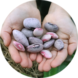 Zaden pronkboon runner bean 'Tarahumara tekomari'