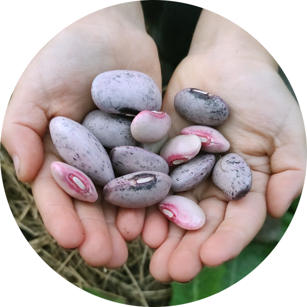 Zaden pronkboon runner bean 'Tarahumara tekomari'