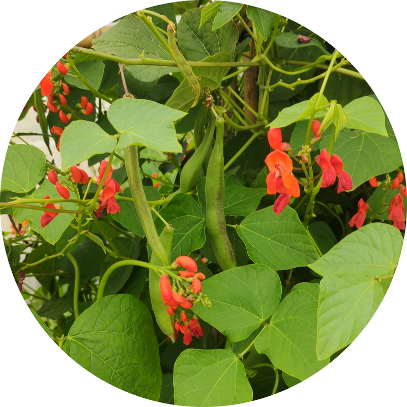 Zaden pronkboon runner bean 'Tarahumara tekomari'