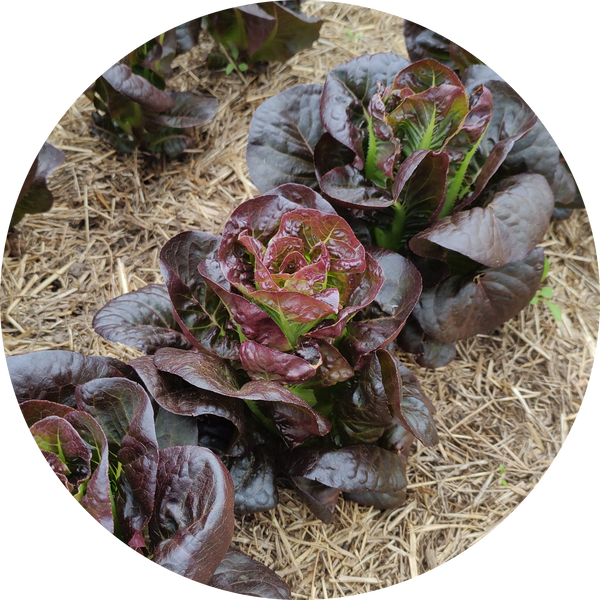 Slazaad kopen 'Rhazes'