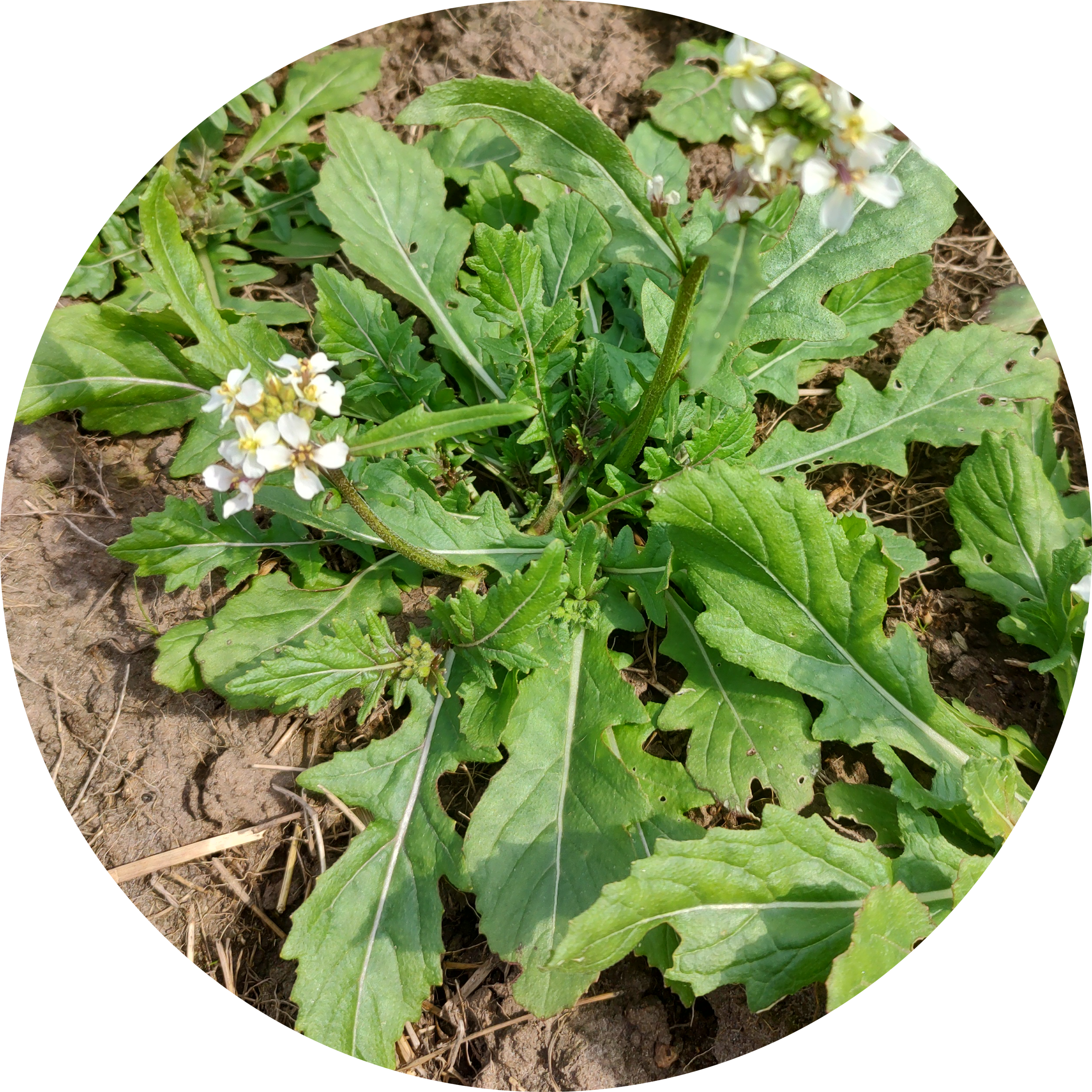 Rucola zaden kopen 'Wasabi rucola' – Kwekerij KWEEK