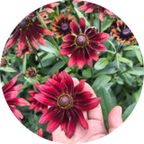Rudbeckia 'Cherry brandy'