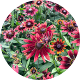 Rudbeckia 'Cherry brandy'