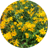 Rudbeckia hirta 'Irish eyes'