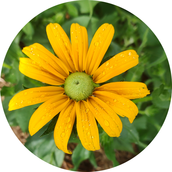 Rudbeckia hirta 'Irish eyes'