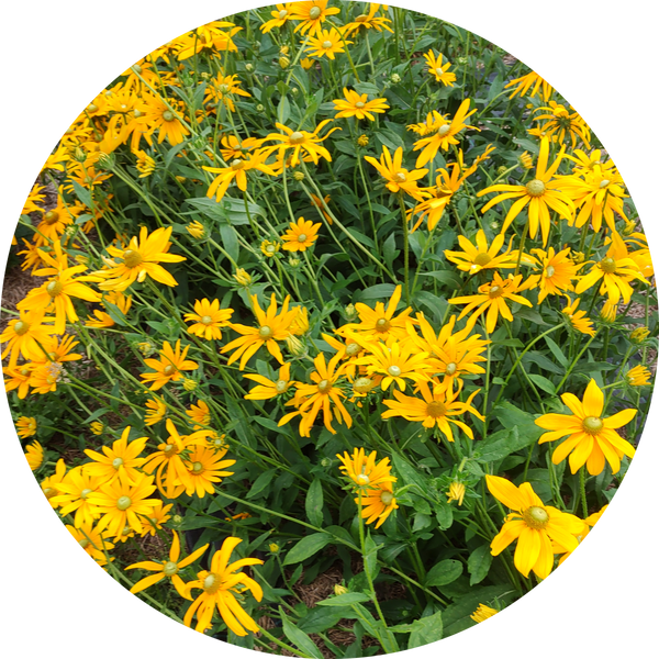 Rudbeckia hirta 'Irish eyes'