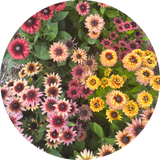 Rudbeckia 'Sahara'