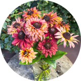 Rudbeckia 'Sahara'