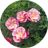 Thai silk appleblossom chiffon