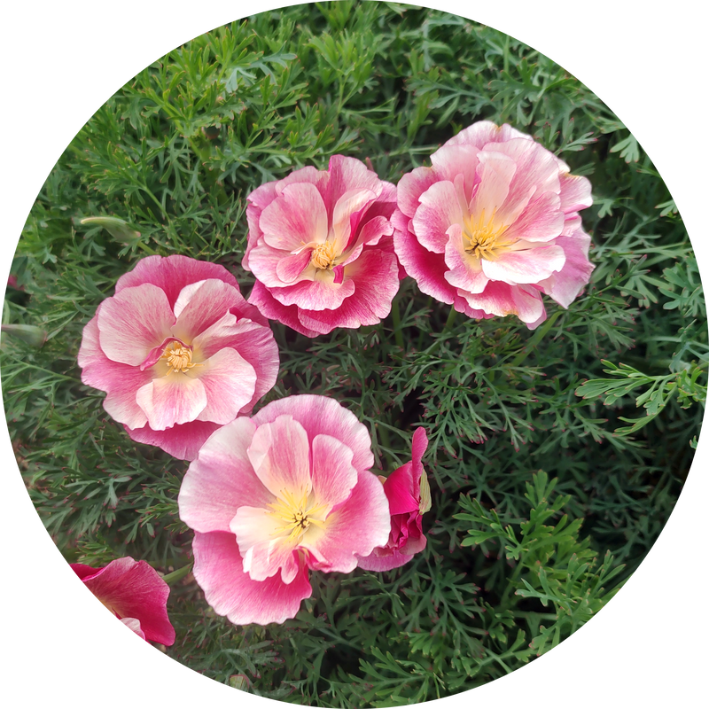 Thai silk appleblossom chiffon