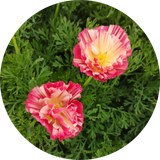 Thai silk appleblossom chiffon