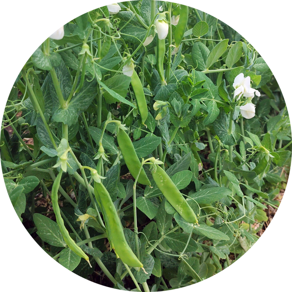 Dwarf sweet green