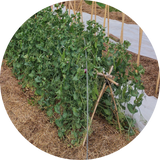 Zaden kopen 'Oregon Hyper tendril snow pea'