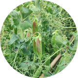 Zaden kopen 'Oregon Hyper tendril snow pea'