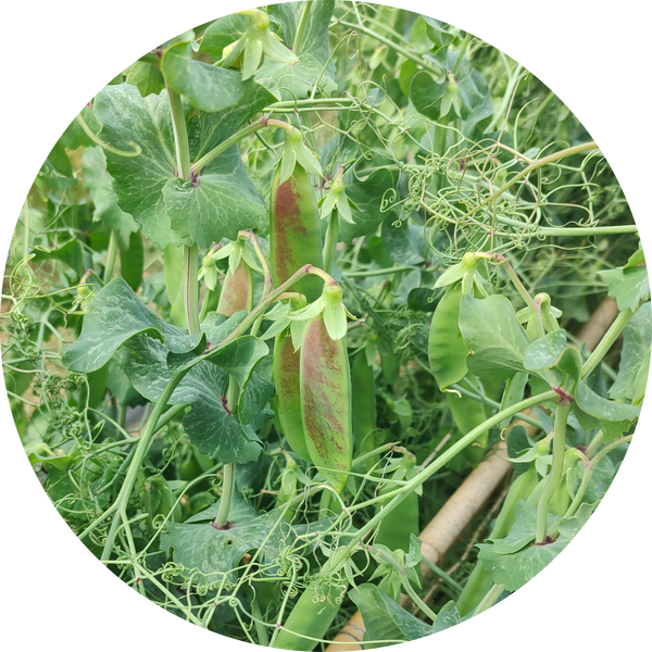 Zaden kopen 'Oregon Hyper tendril snow pea'