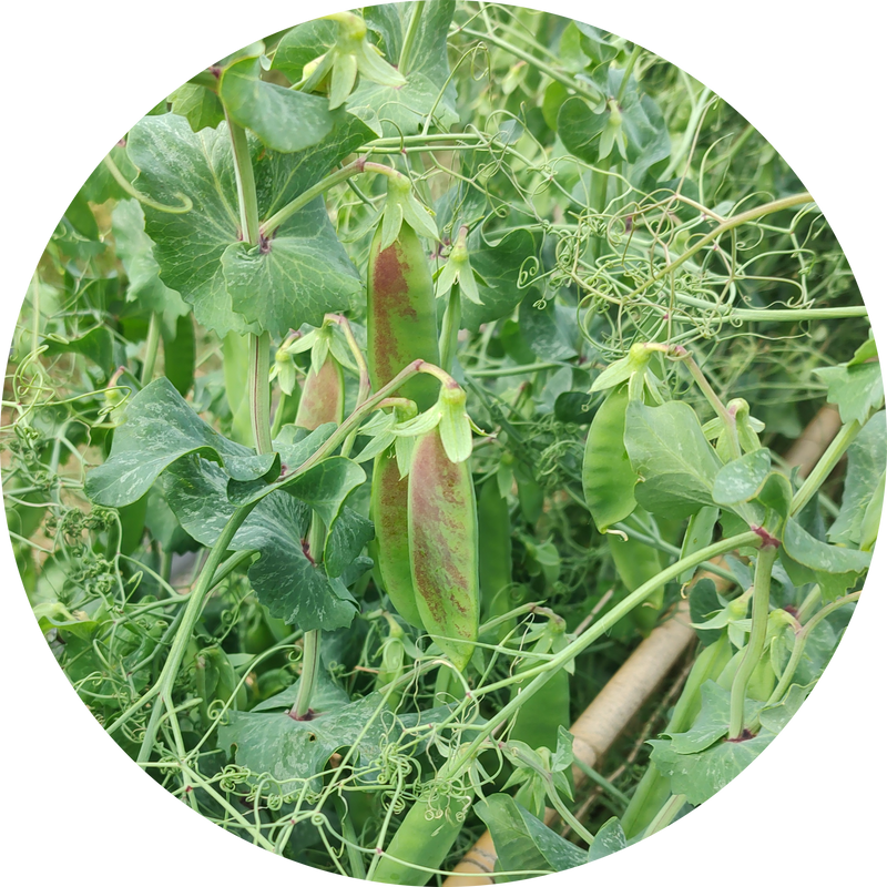 Zaden kopen 'Oregon Hyper tendril snow pea'