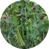 Oregon Hyper tendril snow pea