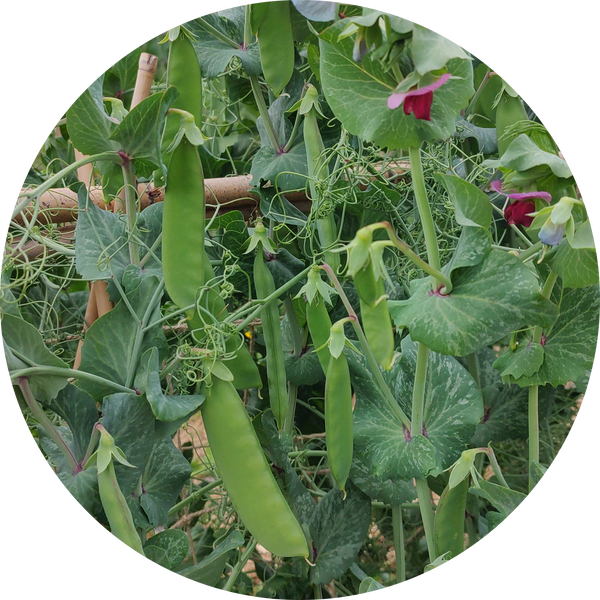 Oregon Hyper tendril snow pea