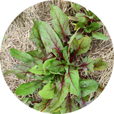 zaden spinazie 'Reddy' roodsteel