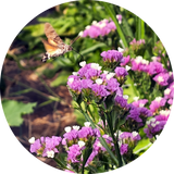 Statice 'Lavender'