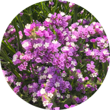 Statice 'Lavender'