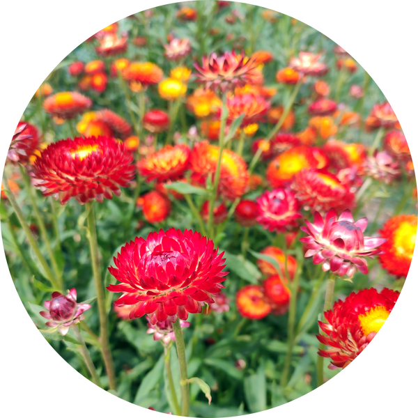 Coppery red