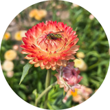 Strobloem 'Salmon rose'