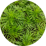 Tagetes 'Dropshot'