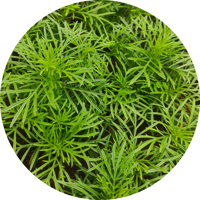 Tagetes 'Dropshot'
