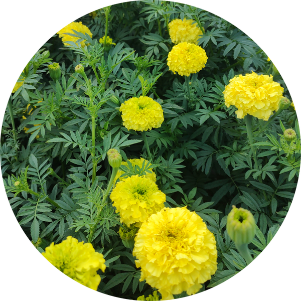 Yellow prince